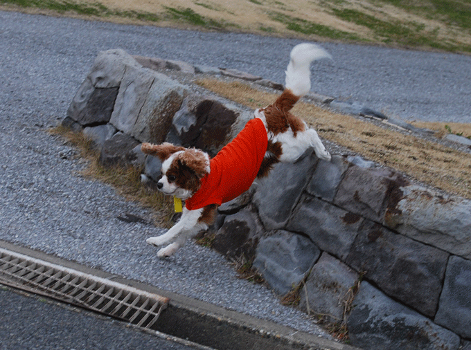 c0136838_22275070.gif