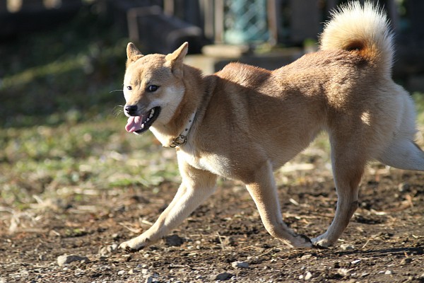 ぶんめオフ　in とぶき正月 22_c0109780_1556297.jpg