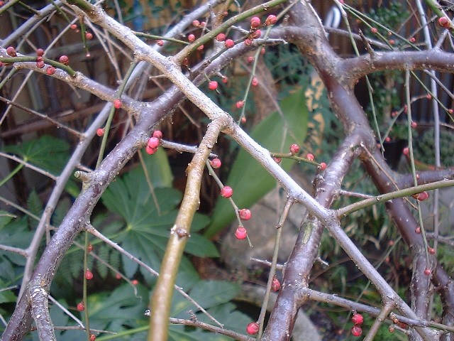 f0173908_16431335.jpg