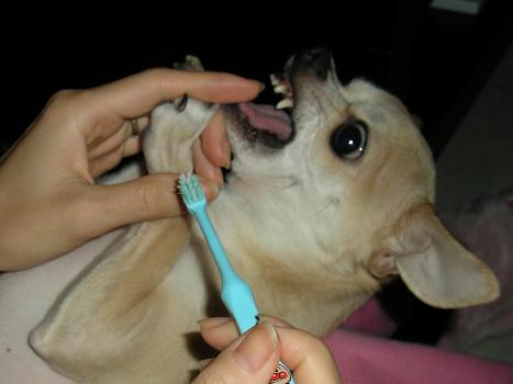 How to take care of Chihuahua!_c0192813_23112948.jpg