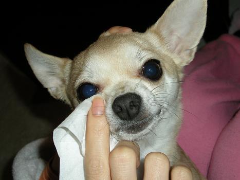 How to take care of Chihuahua!_c0192813_23145885.jpg