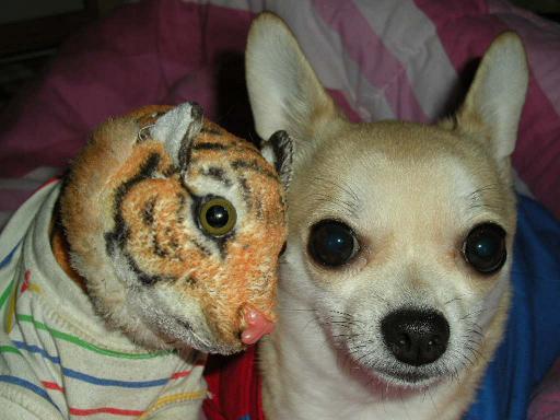 How to take care of Chihuahua!_c0192813_5221594.jpg
