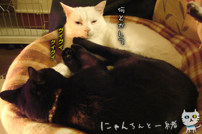 e0031853_06366.jpg