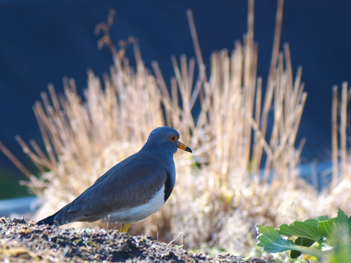 BORGで鳥撮り_a0089554_21523234.jpg