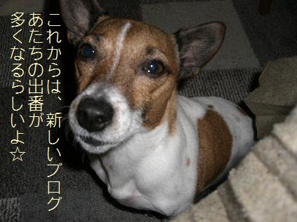 お引越しを決めました(^^)/_d0134867_1127070.jpg