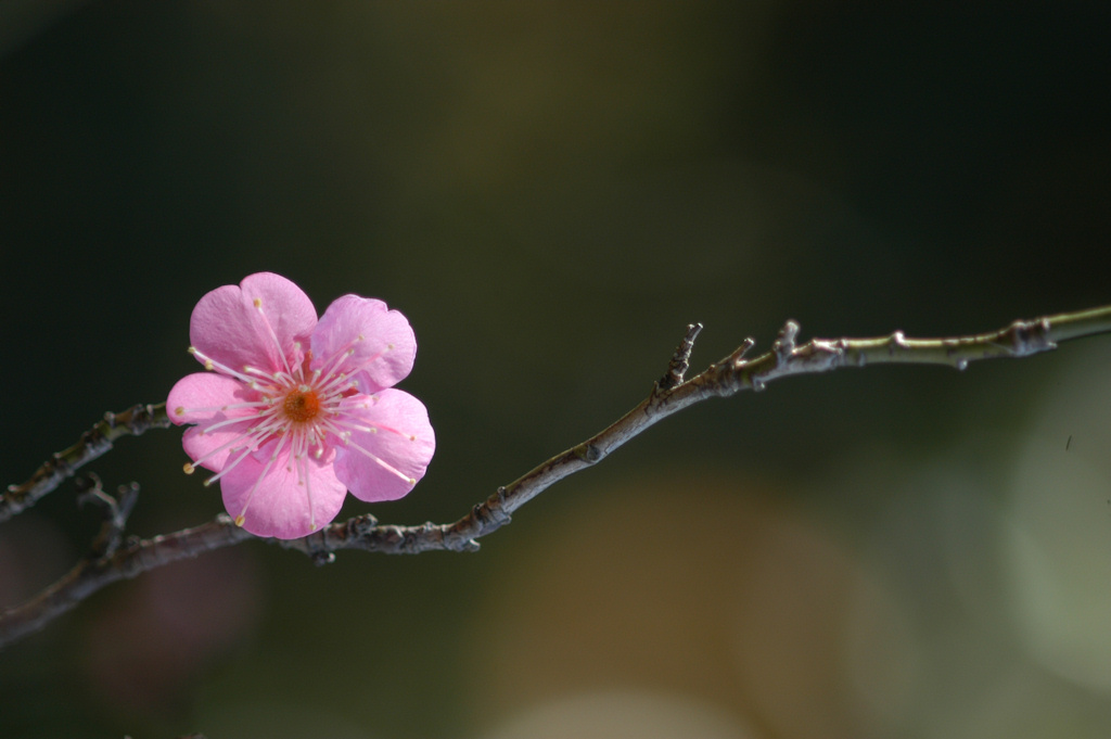 梅の花_c0198669_18291351.jpg