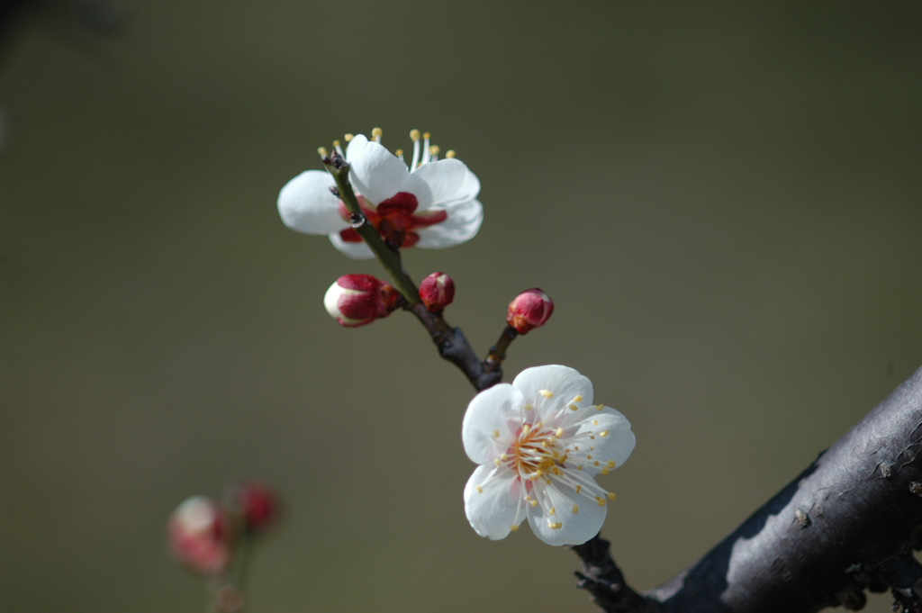 梅の花_c0198669_18322097.jpg