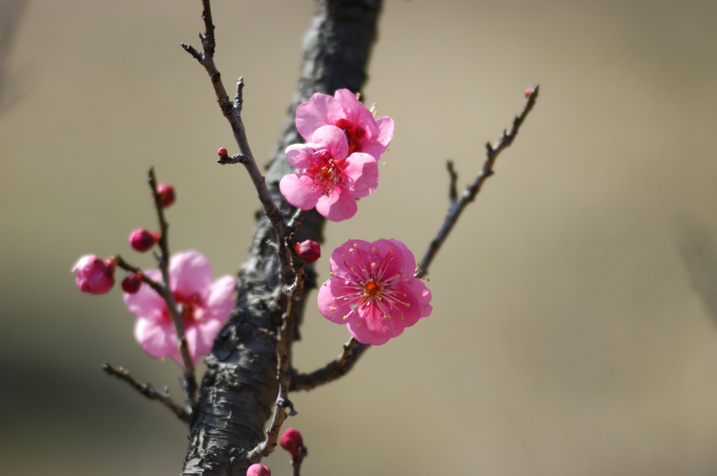 梅の花_c0198669_1832448.jpg