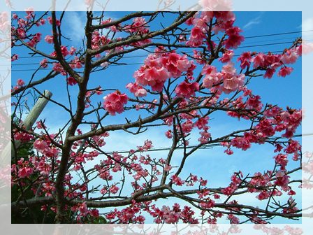 日本一早い桜見物_b0078675_10313912.jpg