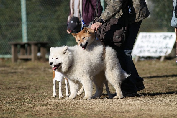 ぶんめオフ　in とぶき正月 24_c0109780_11322472.jpg