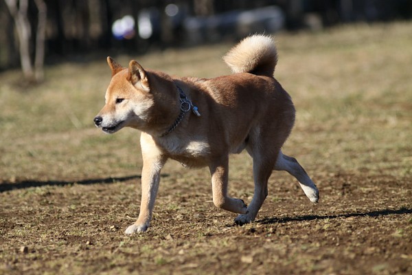 ぶんめオフ　in とぶき正月 25_c0109780_11343525.jpg