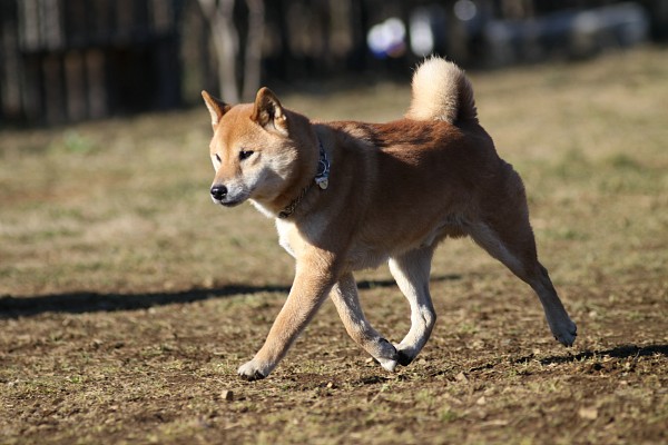 ぶんめオフ　in とぶき正月 25_c0109780_11344194.jpg