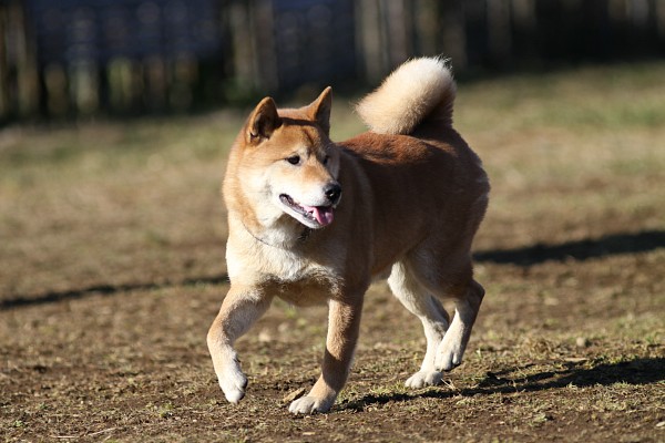 ぶんめオフ　in とぶき正月 25_c0109780_11344948.jpg