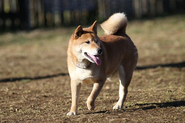 ぶんめオフ　in とぶき正月 25_c0109780_11345732.jpg