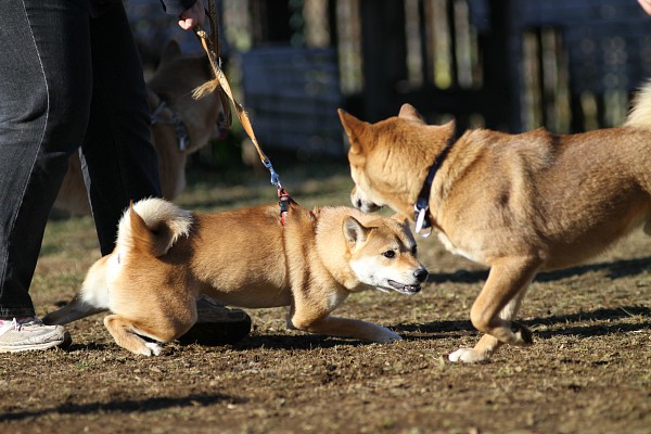 ぶんめオフ　in とぶき正月 26_c0109780_11443275.jpg