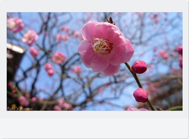 春が来た♪_d0140490_1335486.jpg