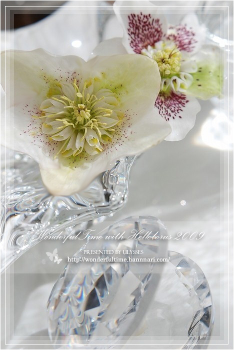 Helleborus 2009　ゆ～っくり、スタート♪_a0108795_22385193.jpg