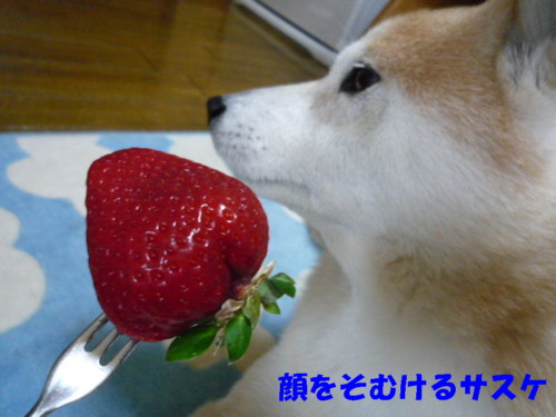 e0131506_23525418.jpg