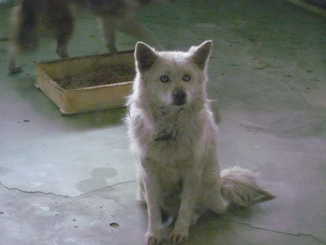 千葉県動物愛護センターに行ってきました。_b0077923_22201677.jpg