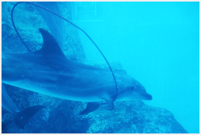 名古屋港水族館　　その1_e0077631_19285074.jpg