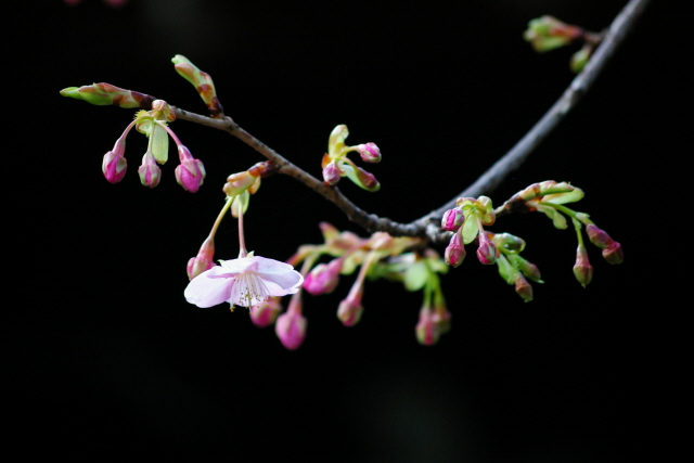 河津桜_f0145933_2102847.jpg