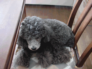 c0136736_20554947.gif