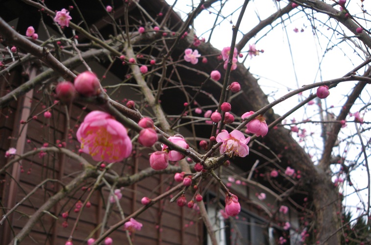f0042737_15405767.jpg