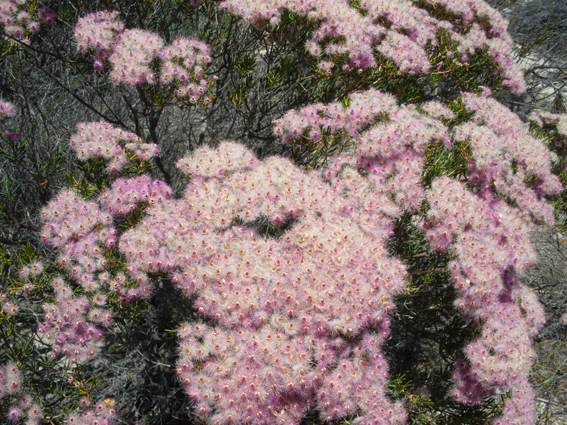 西部は植物の楽園_f0161647_2254724.jpg