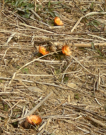 a0001354_21133648.jpg