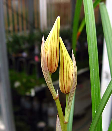 中国奥地蘭蓮弁蘭「黄金郷」の蕾 No.496 東洋蘭風来記奥部屋