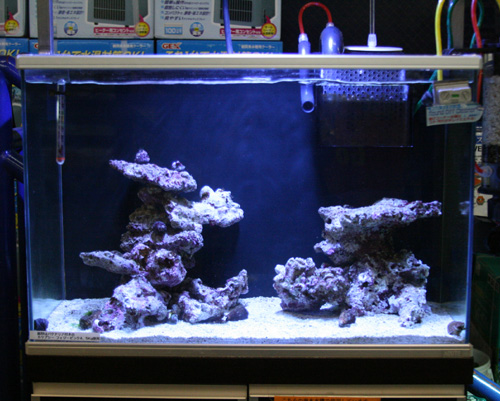 ライブロック投入 ビーボックスアクアリウム 海水魚 サンゴ情報