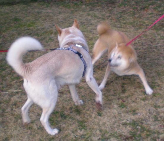 2009年2月5日(木)甘夏でマーマーレード!_f0060461_2015463.jpg