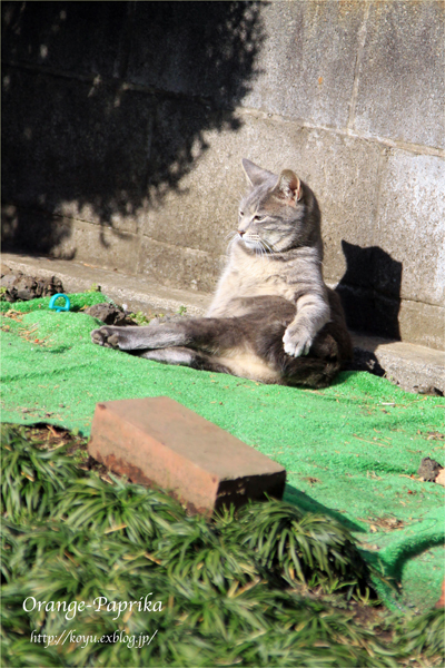 お天気の日の鳥さん猫さん_c0173670_1132138.jpg