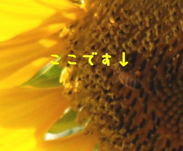 向日葵 写真俳句 Always Over The Moon 向日葵 写真俳句 Always Over The Moon