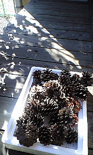 c0039501_2133693.jpg