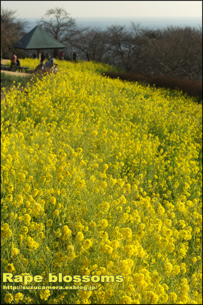 菜の花の咲く丘_f0100215_23424538.jpg