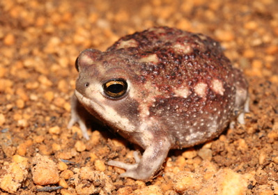土の中のポニョ きてみてkap 神戸動植物環境専門学校ブログ 土の中のポニョ きてみてkap 神戸動植物環境専門学校ブログ