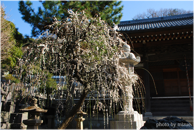 常立寺の枝垂れ梅_c0159184_2132750.jpg