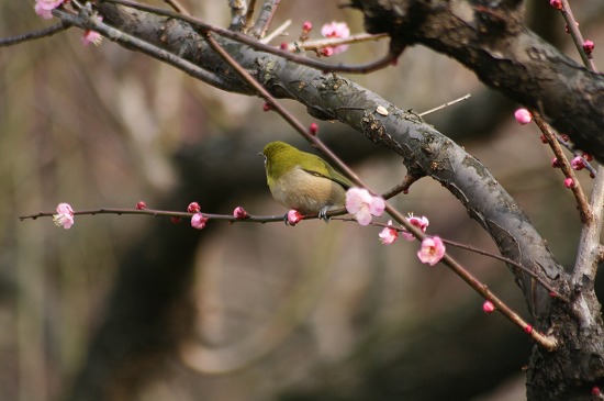 梅にメジロがかわいらしく撮れました。_f0030085_17401439.jpg