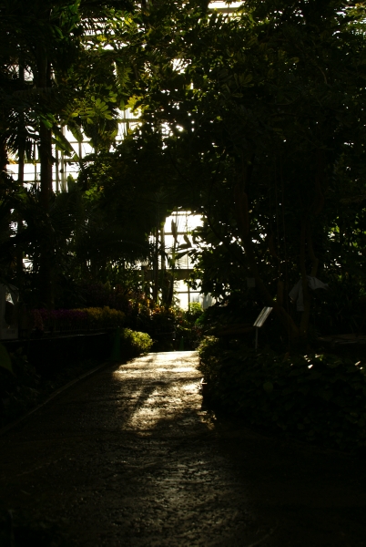 広島市植物公園 -最終回・梅とメジロ、温室の蘭と睡蓮-  _f0189086_2018276.jpg