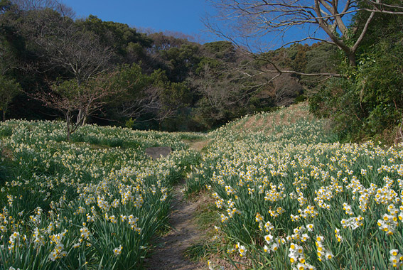江月水仙ロードの風景いろいろ 小さな風景への想い