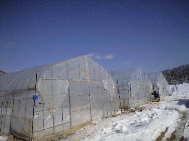 ハウスかけ_d0099708_12455699.jpg