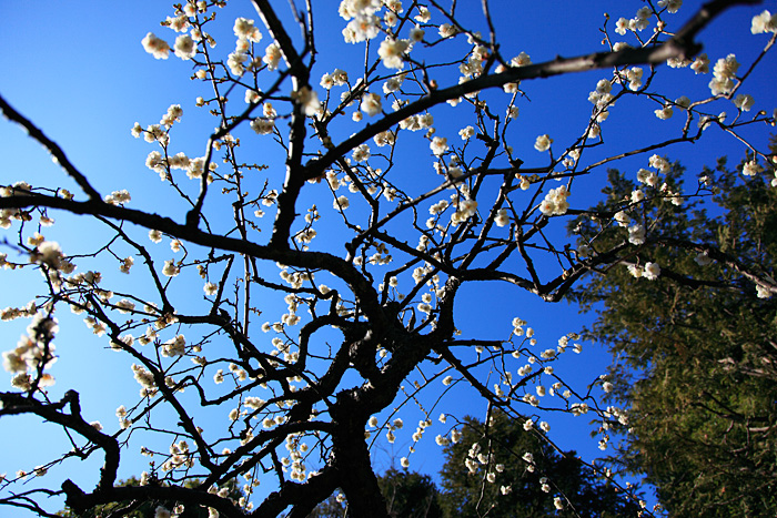 ume blossom_c0133511_281478.jpg