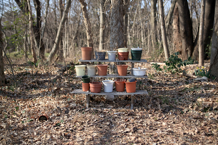 forest pots_c0030717_2323939.jpg