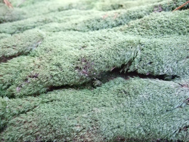f0143119_21174536.jpg