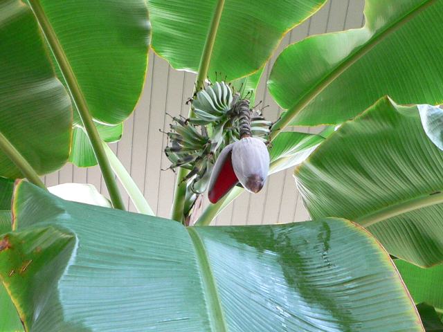 バナナ 花の仲間調べ
