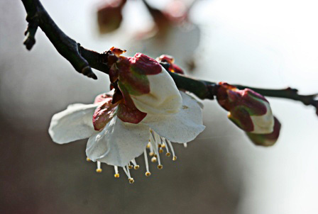 ちょとお花見に・・・_e0104347_1919811.jpg