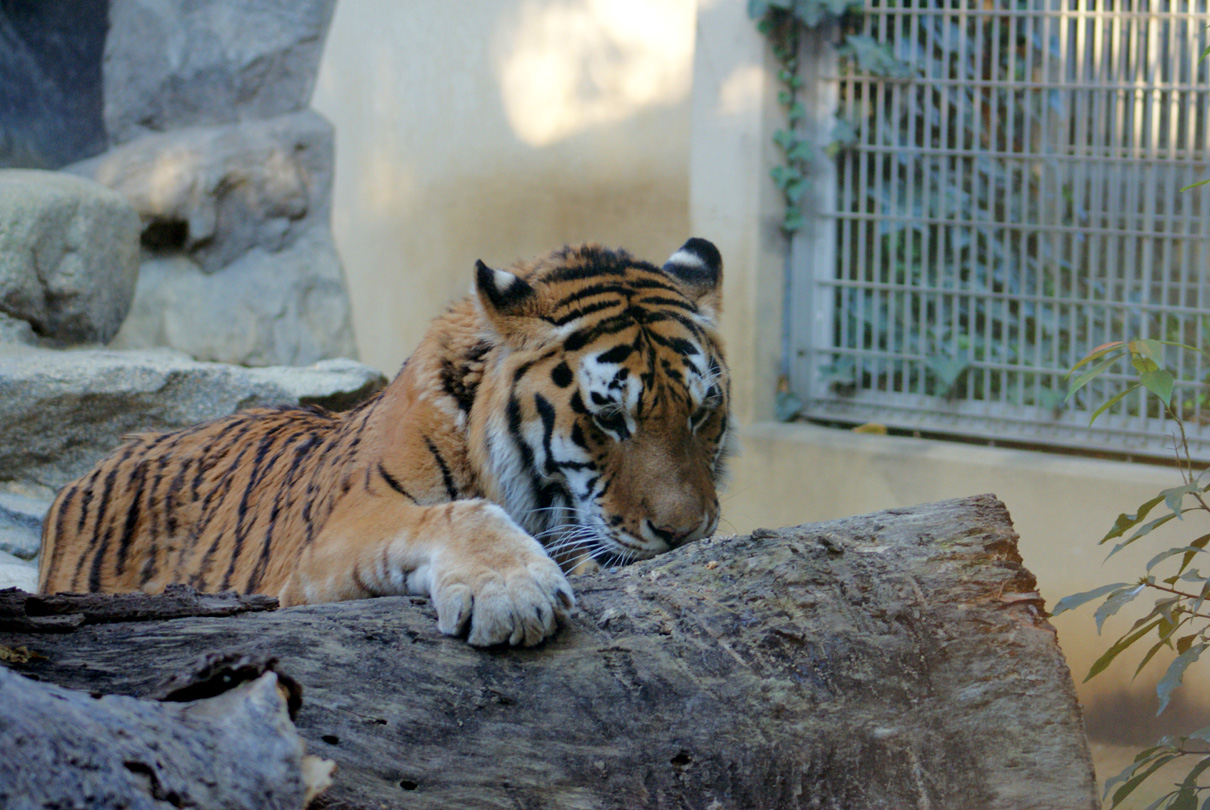 王子動物園（10）_a0089355_2340156.jpg