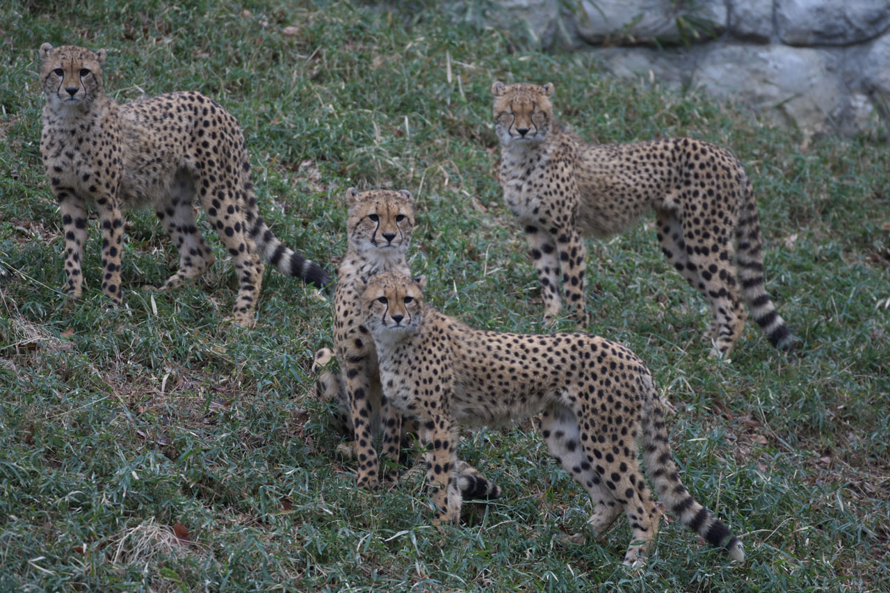 多摩動物公園308_e0060169_9151536.jpg