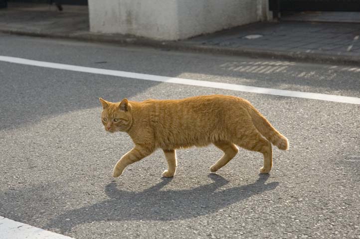 茶トラねこの道路横断_c0152472_6293067.jpg